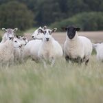 Leadhills Estate Sheep