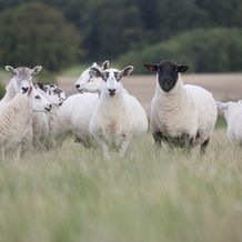 Leadhills Estate Sheep
