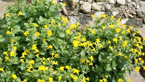 Mimulus peregrinus