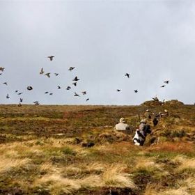 leadhills grouse
