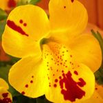 Mimulus Peregrinus